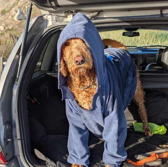 Meet your Posher, Posh - Picture 3 of 3